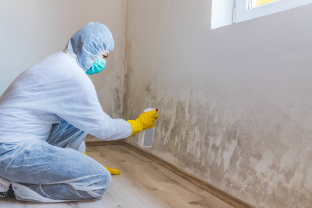 Licensed Basement Mold Remediation service in Fayetteville, GA - WQB Mold Removal