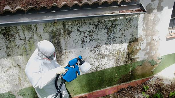 Top rated local Basement Mold Remediation specialists in Fayetteville, GA